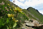 52 La salita in vetta al Pizzo Zerna continua ben fiorita